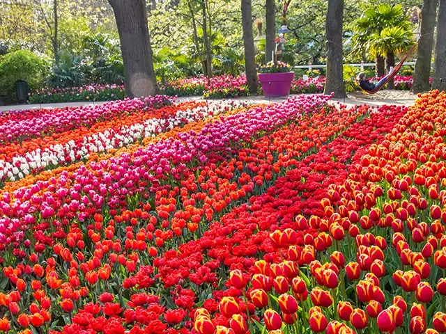 4hrs private keukenhof tour 2025